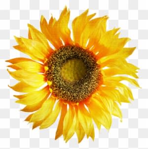 Sunflower Clipart Png Image - Sun Flower Images Png - Free Transparent PNG Clipart Images Download. - Transparent PNG Free Download