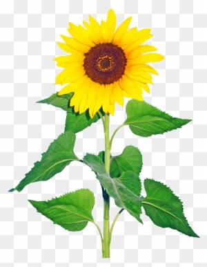 R - Sun Flower Images Png - Free Transparent PNG Clipart Images Download. - Transparent PNG Free Download