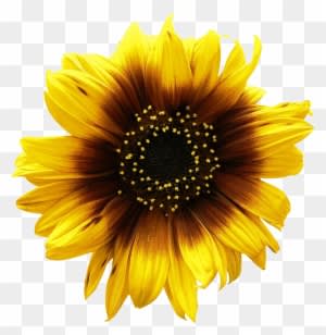 Sunflowers Png Picture - Sun Flower Vector - Free Transparent PNG Clipart Images Download. - Transparent PNG Free Download