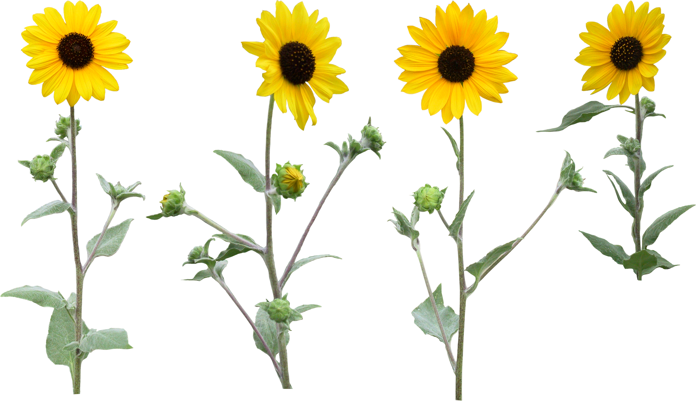 Single Sunfloer Png With Leaf - Sun Flowers Png Transparent Background - Free Transparent PNG Clipart Images Download. - Transparent PNG Free Download
