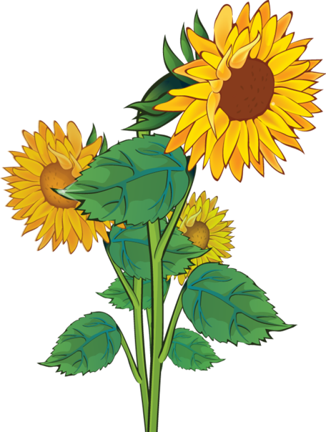 Free Sunflower Clipart Public Domain Flower Clip Art - Clipart Sun Flower - Free Transparent PNG Clipart Images Download. - Transparent PNG Free Download