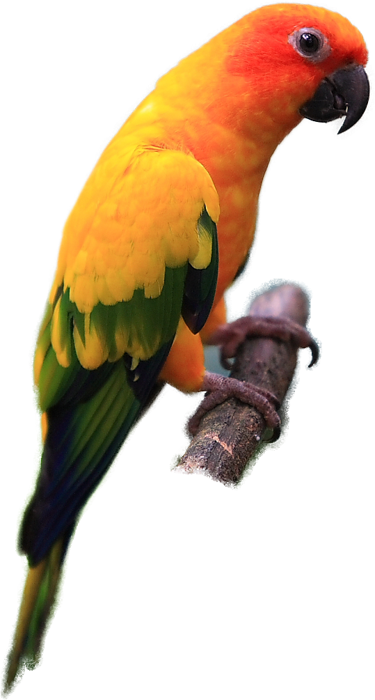 Sun Conure - Sun Conure Png - Free Transparent PNG Clipart Images Download. - Transparent PNG Free Download