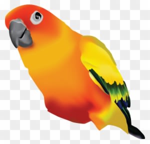 Jp Arts - Sun Conure Transparent Background - Free Transparent PNG Clipart Images Download. - Transparent PNG Free Download