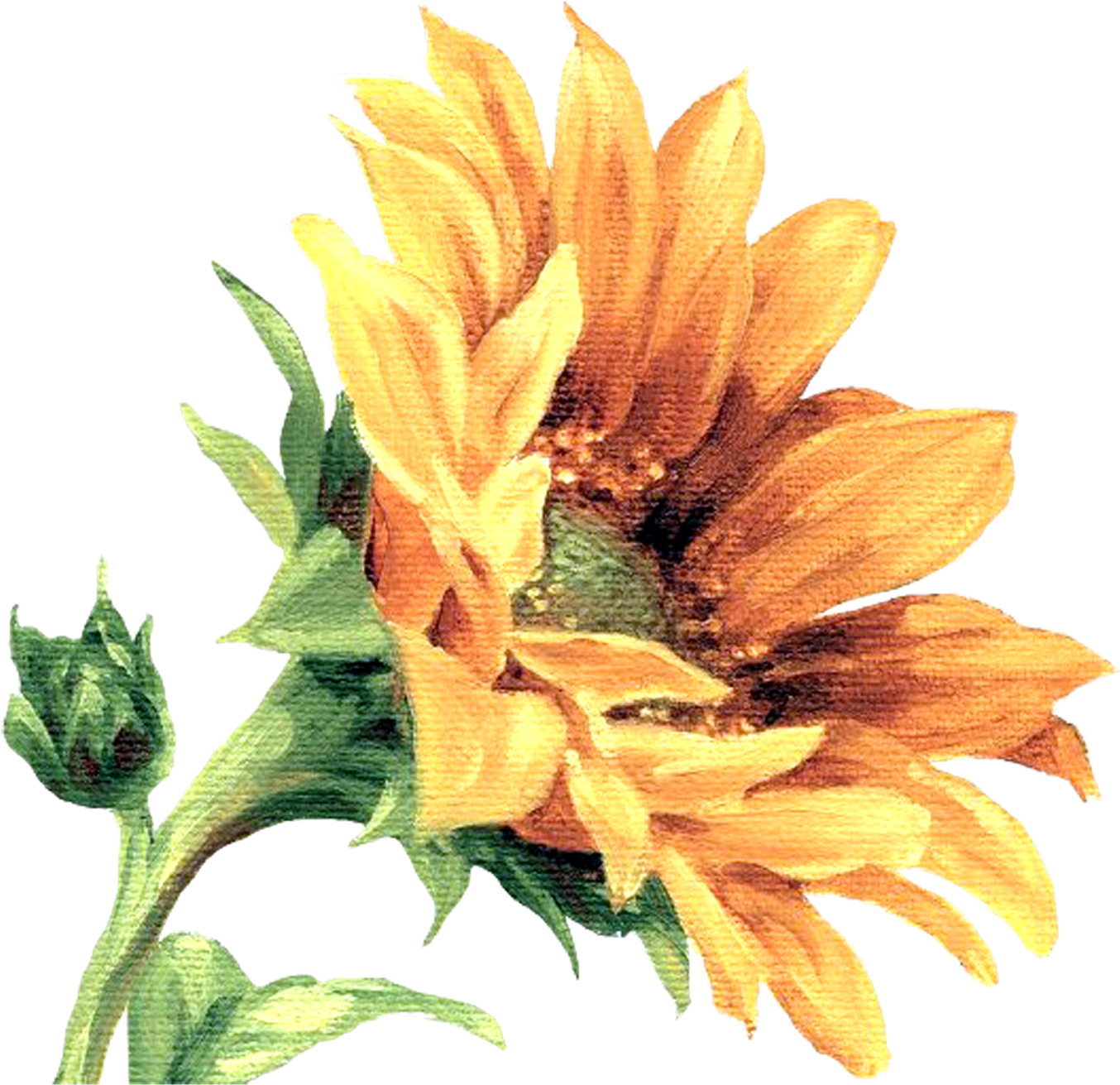 Çiçekler Png Clipart Lisa Audit - Magic Slice Under The Sun Cutting Board - Free Transparent PNG Clipart Images Download. - Transparent PNG Free Download