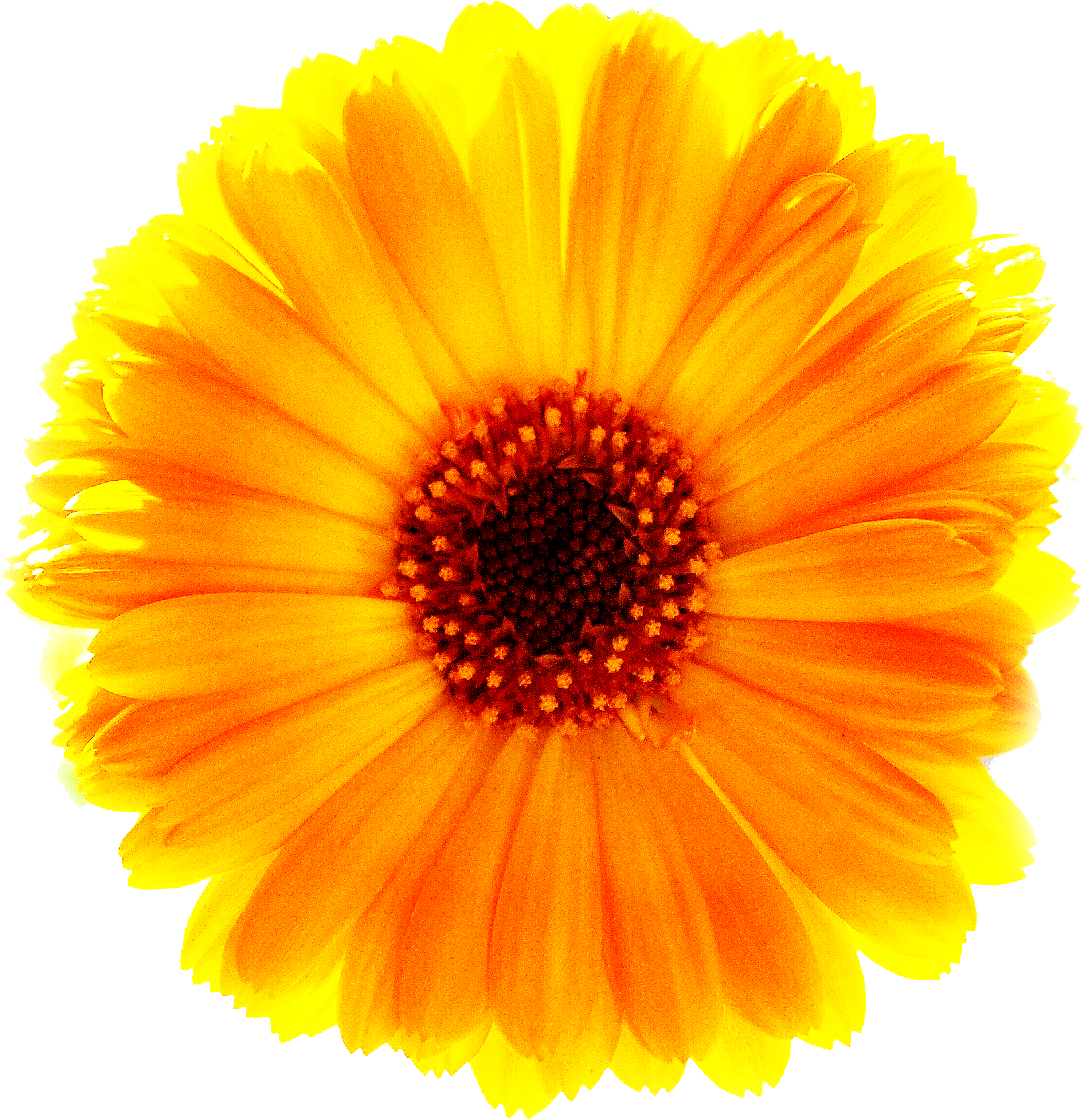 Verusanimus Orange Marigold Flower Png - Sun Flower - Free Transparent PNG Clipart Images Download. - Transparent PNG Free Download