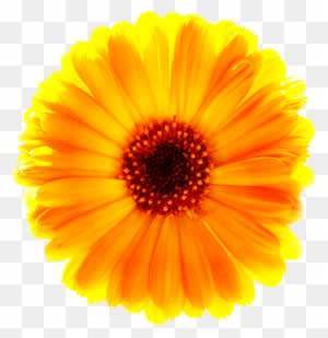 Verusanimus Orange Marigold Flower Png - Sun Flower - Free Transparent PNG Clipart Images Download. - Transparent PNG Free Download