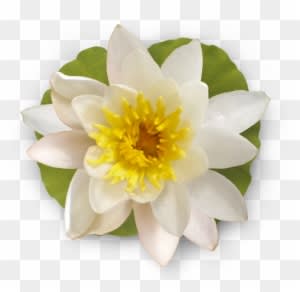 [ Img] - Pid Suduaya - Dreaming Sun [cd] Usa Import - Free Transparent PNG Clipart Images Download. - Transparent PNG Free Download