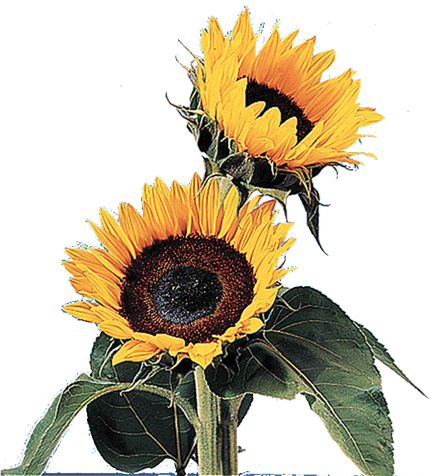Sun Flower Gif Transparent - Free Transparent PNG Clipart Images Download. - Transparent PNG Free Download