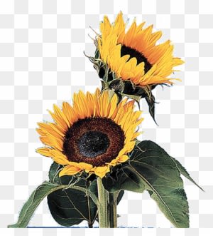 Sun Flower Gif Transparent - Free Transparent PNG Clipart Images Download. - Transparent PNG Free Download