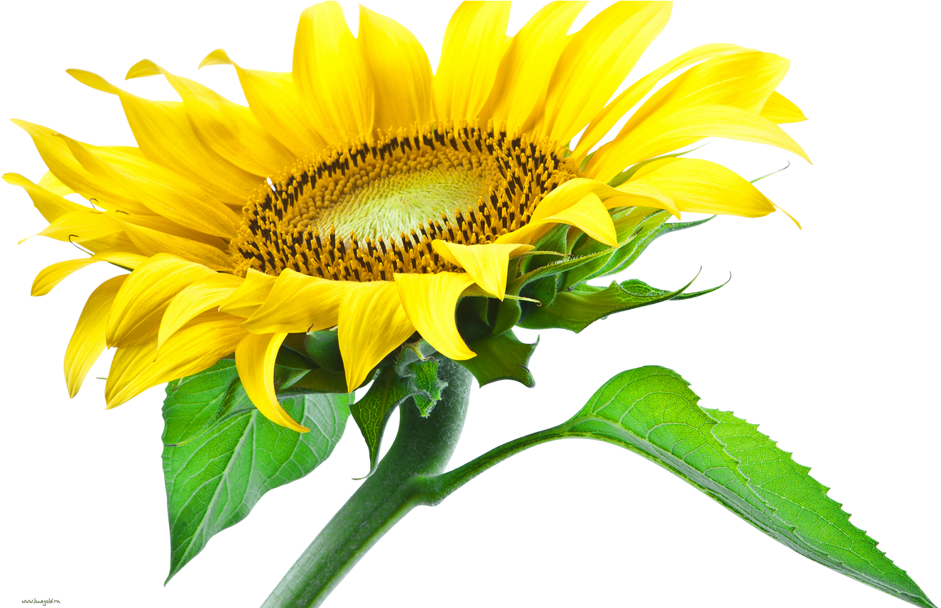 Sunflower Png Images Free Download - Sun Flower Png Hd - Free Transparent PNG Clipart Images Download. - Transparent PNG Free Download