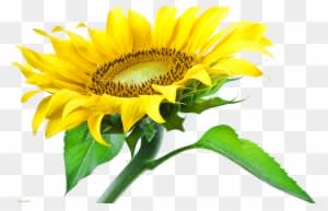 Sunflower Png Images Free Download - Sun Flower Png Hd - Free Transparent PNG Clipart Images Download. - Transparent PNG Free Download