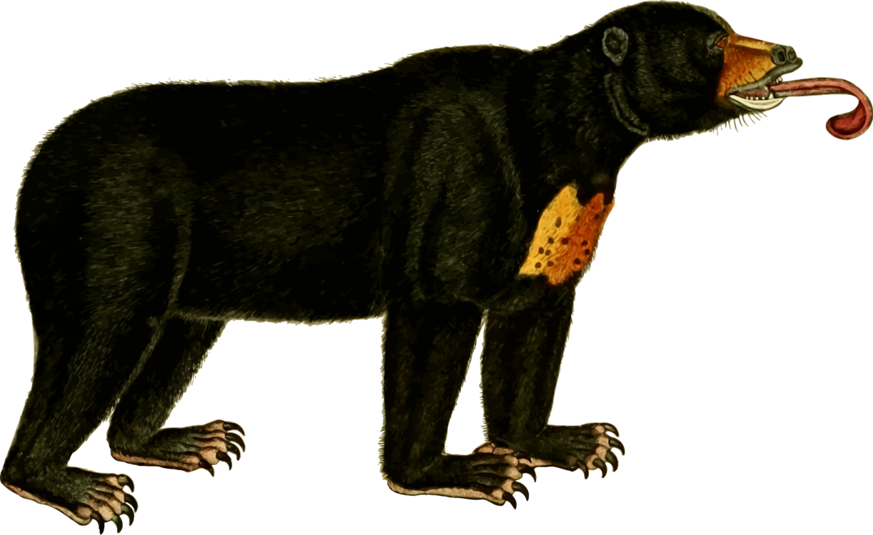 American Black Bear Polar Bear Sun Bear Koala - Sun Bear Clipart - Free Transparent PNG Clipart Images Download. - Transparent PNG Free Download