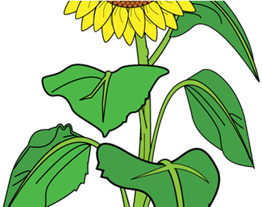 Best Wild Flowers Bouquet Clipart These Are - Clip Art Sun Flower - Free Transparent PNG Clipart Images Download. - Transparent PNG Free Download