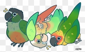 All Hail Bird Orb By Mynosylexia - Sun Conure And Green Cheek Conure - Free Transparent PNG Clipart Images Download. - Transparent PNG Free Download