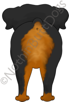 Big Nose Rottweiler Light Colored T-shirts - Sun Bear - Free Transparent PNG Clipart Images Download. - Transparent PNG Free Download