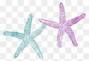 Starfish Clipart Teal - Beach Wedding Welcome Bag - Free Transparent PNG Clipart Images Download. - Transparent PNG Free Download