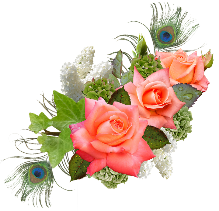 Rose, Rose Flower, Hydrangeas, Lilac, Peacock - Wedding Wishes - Free Transparent PNG Clipart Images Download. - Transparent PNG Free Download