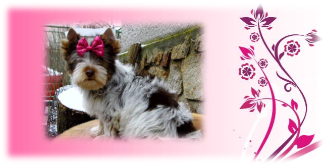 Pinky2 - Wedding Planner : Journal And Guide - Free Transparent PNG Clipart Images Download. - Transparent PNG Free Download