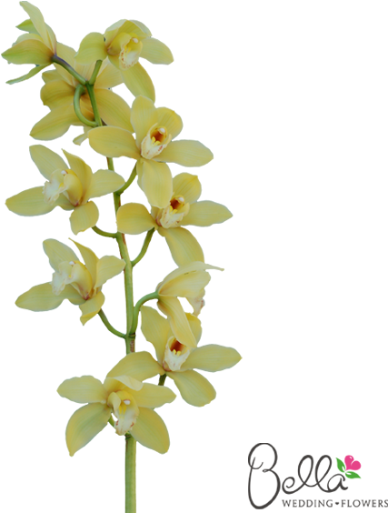 Gorgeous Fresh Yellow Cymbidium Orchids Are A Timeless - Wedding - Free Transparent PNG Clipart Images Download. - Transparent PNG Free Download