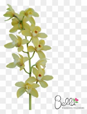 Gorgeous Fresh Yellow Cymbidium Orchids Are A Timeless - Wedding - Free Transparent PNG Clipart Images Download. - Transparent PNG Free Download