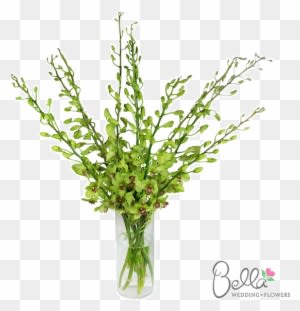 Gorgeous Green Dendrobium Orchids Are Exotic And Beautiful - Wedding - Free Transparent PNG Clipart Images Download. - Transparent PNG Free Download