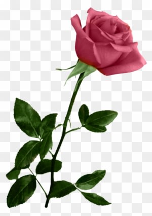 [ Img] - Wedding Backgrounds For Photoshop - Free Transparent PNG Clipart Images Download. - Transparent PNG Free Download