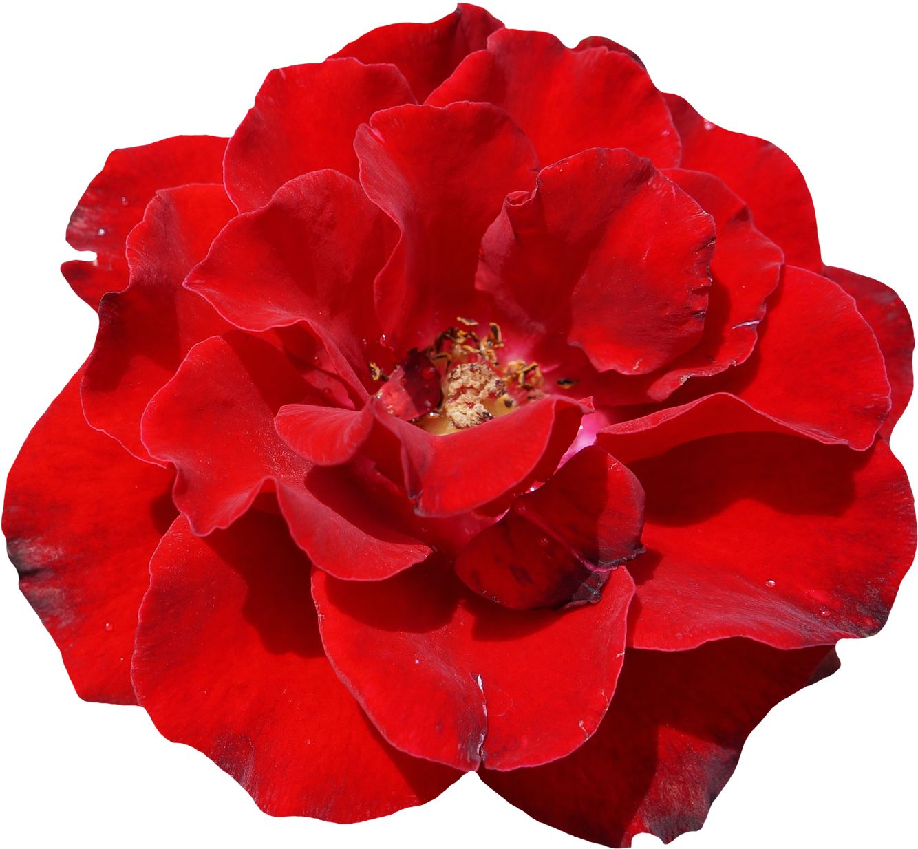 Rose, Red, Blossom, Bloom, Flower, Garden, Beautiful - Schöne Rote Rose, Elegante, Wedding Einladung - Free Transparent PNG Clipart Images Download. - Transparent PNG Free Download