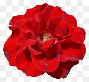 Rose, Red, Blossom, Bloom, Flower, Garden, Beautiful - Schöne Rote Rose, Elegante, Wedding Einladung - Free Transparent PNG Clipart Images Download. - Transparent PNG Free Download