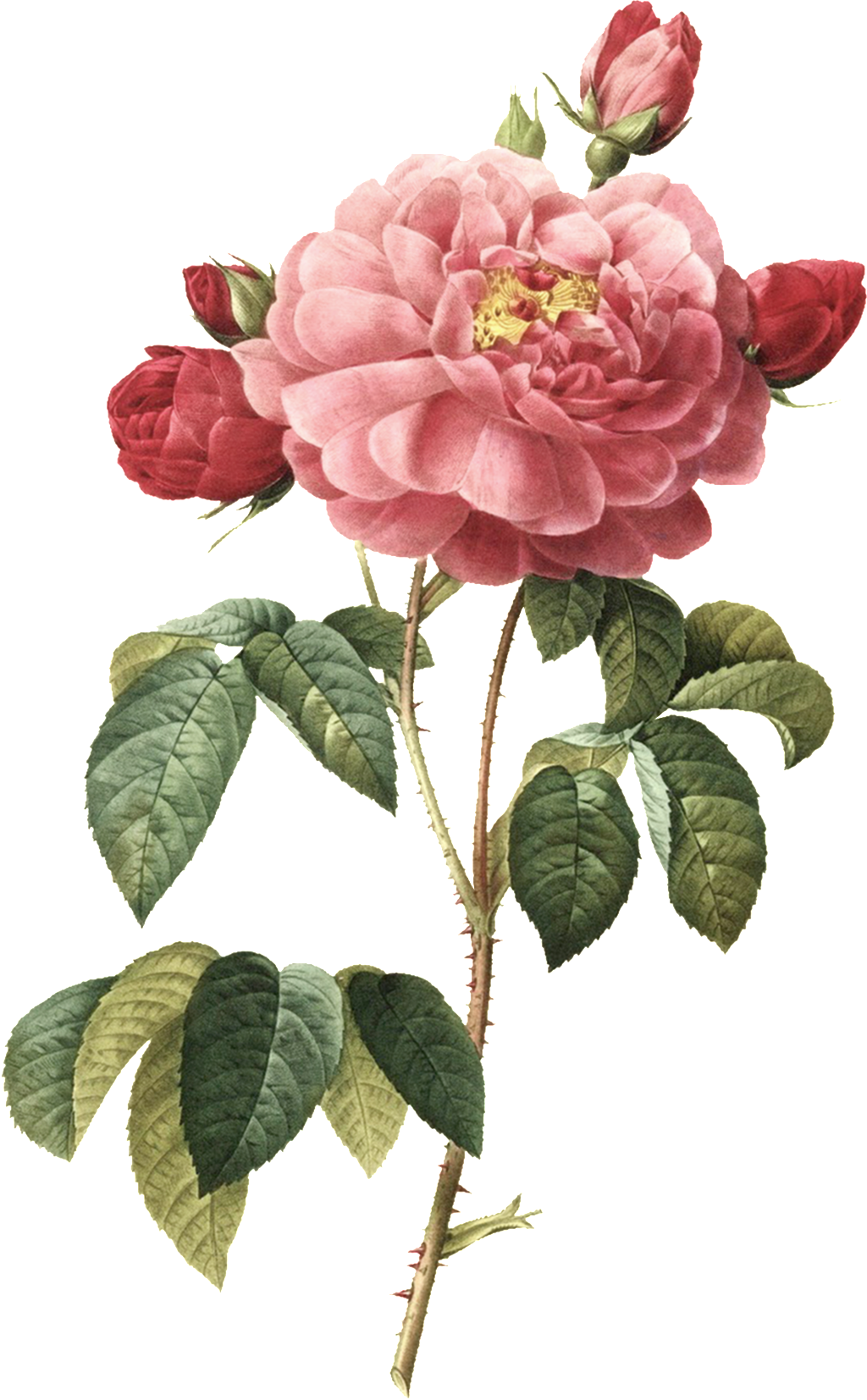 Hand-painted Watercolor Peony Transparent Illustrations - Things To Write On The Wedding Wishes - Free Transparent PNG Clipart Images Download. - Transparent PNG Free Download