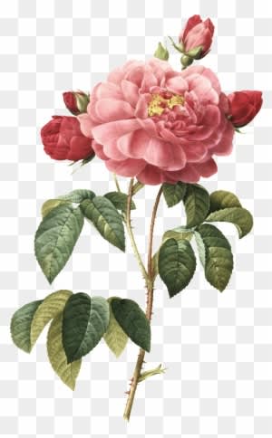 Hand-painted Watercolor Peony Transparent Illustrations - Things To Write On The Wedding Wishes - Free Transparent PNG Clipart Images Download. - Transparent PNG Free Download