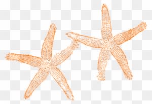 Starfish Clipart Orange Starfish - Beach Wedding Welcome Bag - Free Transparent PNG Clipart Images Download. - Transparent PNG Free Download