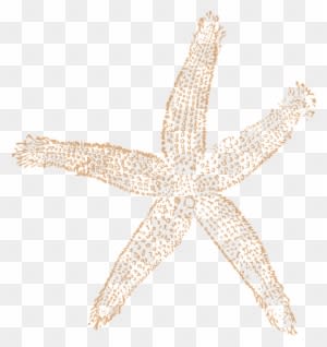 Tan Starfish Wedding Clip Art - Beach Wedding Clip Art - Free Transparent PNG Clipart Images Download. - Transparent PNG Free Download