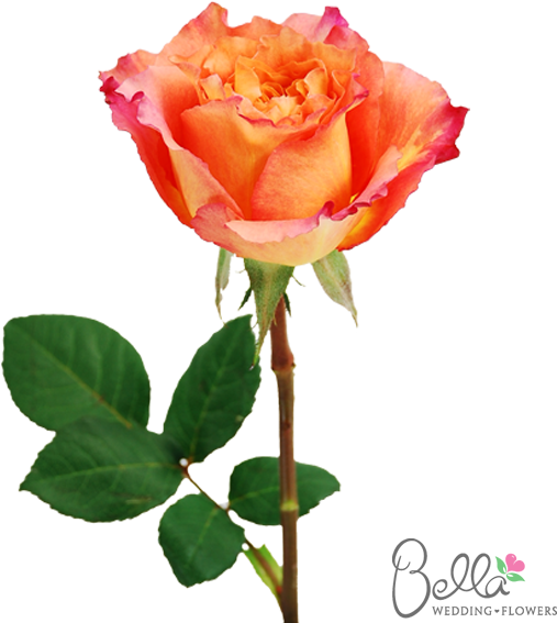 Free Spirit Roses Are A Gorgeous Variety Of Orange - Wedding - Free Transparent PNG Clipart Images Download. - Transparent PNG Free Download