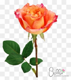 Free Spirit Roses Are A Gorgeous Variety Of Orange - Wedding - Free Transparent PNG Clipart Images Download. - Transparent PNG Free Download