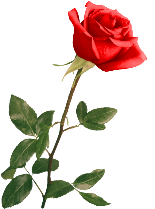 Red Rose By Violettalestrange - Wedding Backgrounds For Photoshop - Free Transparent PNG Clipart Images Download. - Transparent PNG Free Download