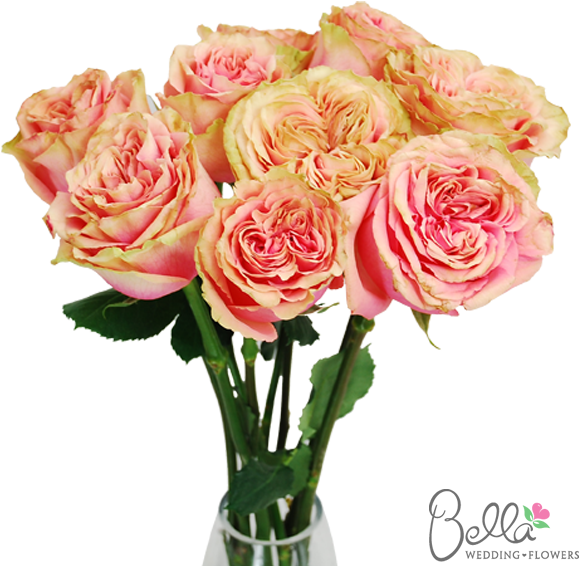 Osadia Garden Roses Are One Of The Newest Hot Items - Wedding - Free Transparent PNG Clipart Images Download. - Transparent PNG Free Download