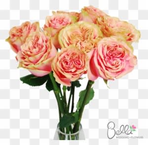 Osadia Garden Roses Are One Of The Newest Hot Items - Wedding - Free Transparent PNG Clipart Images Download. - Transparent PNG Free Download