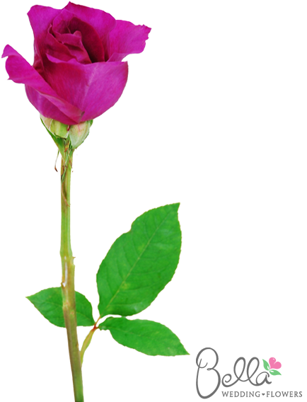 Mammy Blue Are A Gorgeous Variety Of Fushia Rose And - Wedding - Free Transparent PNG Clipart Images Download. - Transparent PNG Free Download