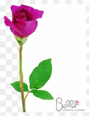 Mammy Blue Are A Gorgeous Variety Of Fushia Rose And - Wedding - Free Transparent PNG Clipart Images Download. - Transparent PNG Free Download