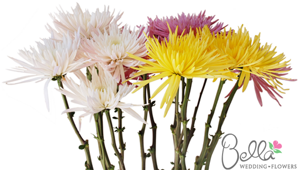 Sleek, Elongated Petals Unfurl From The Center Of The - Wedding - Free Transparent PNG Clipart Images Download. - Transparent PNG Free Download