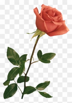 Resultado De Imagen Para Flores Gif - Wedding Backgrounds For Photoshop - Free Transparent PNG Clipart Images Download. - Transparent PNG Free Download