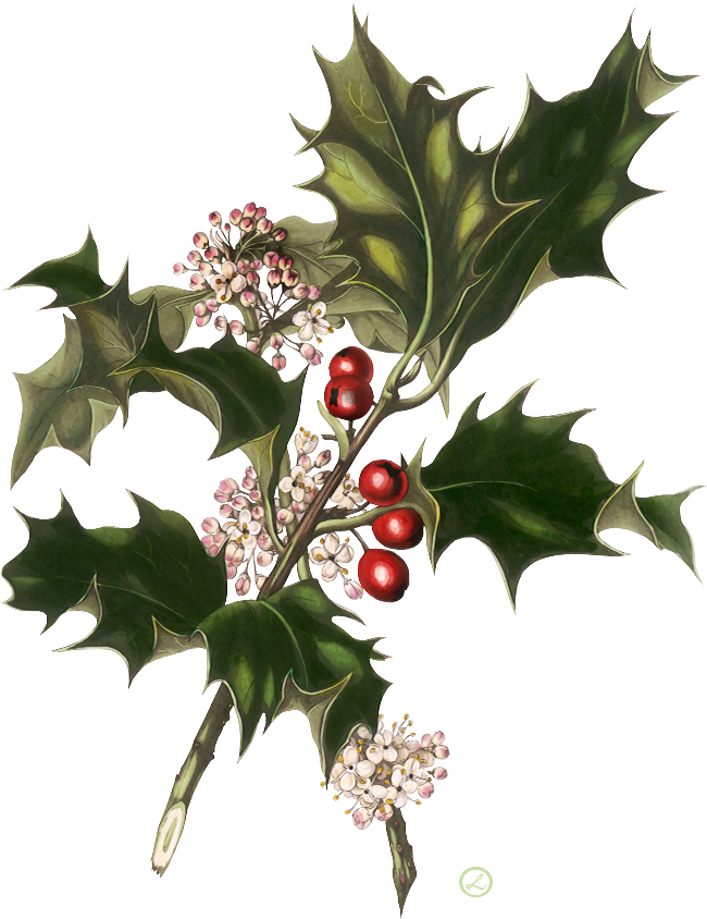 Веточка Остролиста - Christmas Vintage Wedding Invitations - Free Transparent PNG Clipart Images Download. - Transparent PNG Free Download