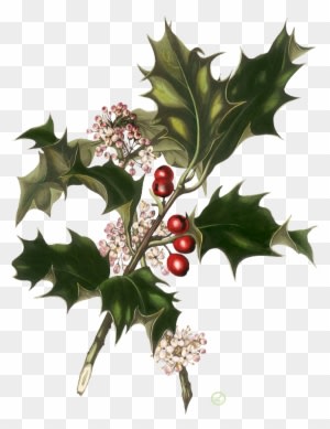 Веточка Остролиста - Christmas Vintage Wedding Invitations - Free Transparent PNG Clipart Images Download. - Transparent PNG Free Download