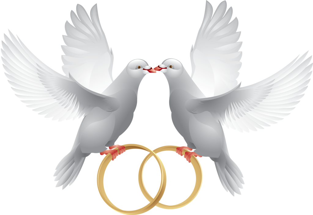 Pombinhas Com Alianças - Wedding Doves With Rings - Free Transparent PNG Clipart Images Download. - Transparent PNG Free Download