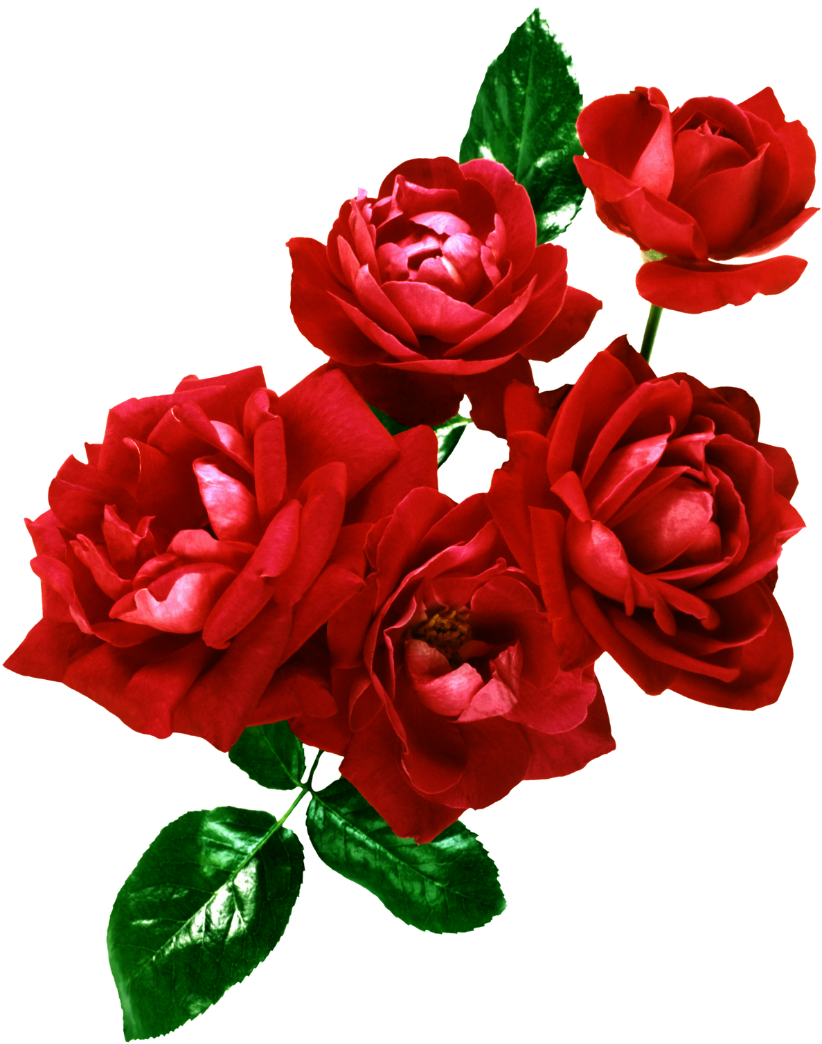 Flores Png, Ramos, Etc, Renders - Wedding Frame Psd - Free Transparent PNG Clipart Images Download. - Transparent PNG Free Download