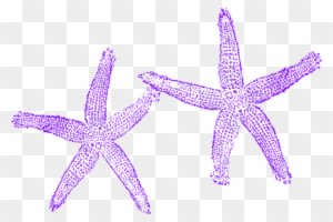 Starfish Clipart Three - Beach Wedding Welcome Bag - Free Transparent PNG Clipart Images Download. - Transparent PNG Free Download