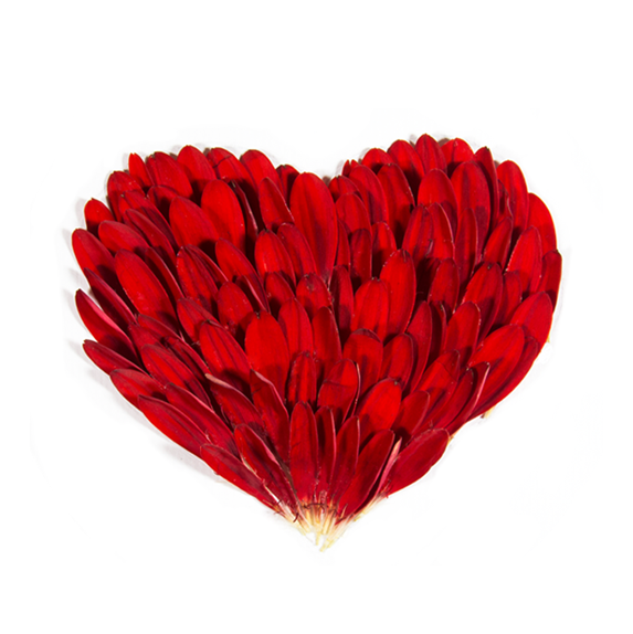 Receive A Super Fresh Petalogical News And Special - Wedding - Free Transparent PNG Clipart Images Download. - Transparent PNG Free Download