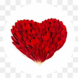 Receive A Super Fresh Petalogical News And Special - Wedding - Free Transparent PNG Clipart Images Download. - Transparent PNG Free Download