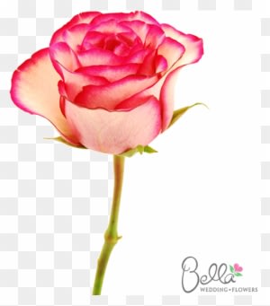 Carousel Roses Are A Gorgeous Variety Of Pink Rose - Wedding - Free Transparent PNG Clipart Images Download. - Transparent PNG Free Download