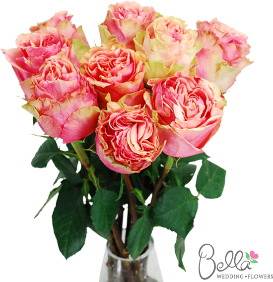 Pink Finesse Garden Roses Are One Of The Newest Hot - Wedding - Free Transparent PNG Clipart Images Download. - Transparent PNG Free Download